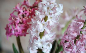 bulbi giacinto forzatura, coltivare giacinti