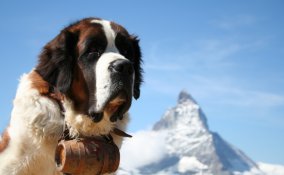 cani da soccorso, cani soccorso alpino