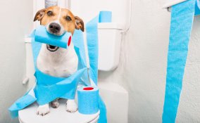 cucciolo, bisogni, casa