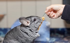cincillà alimentazione, come alimentare cincillà