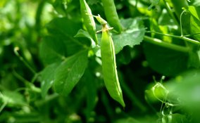 coltivazione piselli, quando seminare piselli