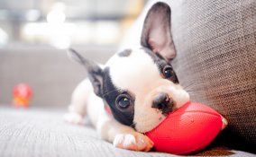 cucciolo, cane, educazione