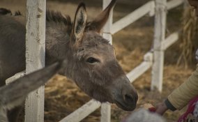 vacanze fattoria, vacanze fattoria didattica