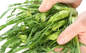 come pulire cicorie, puntarelle, verdura