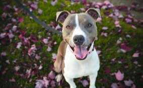 cane, educazione, passeggiata