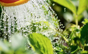 proteggere piante estate