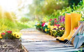 piante-acidofile, piante acidofile quali sono, acidificare il terreno