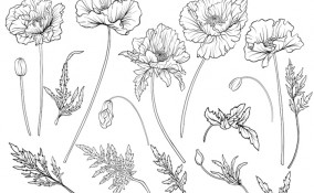 come disegnare fiori