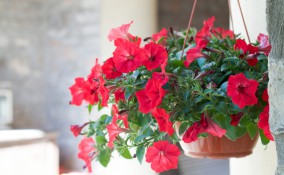 coltivare surfinie, coltivare petunie