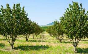 coltivare nocciole, coltivare nocciolo