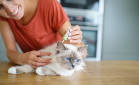 gatto, come mettere antipulci, metodo