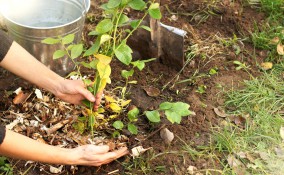 come riciclare segatura, usi segatura