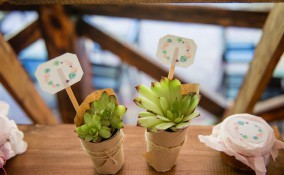 piantine grasse bomboniere