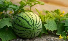 coltivare angurie, coltivare cocomeri