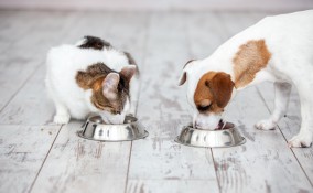 dieta, animali, estate