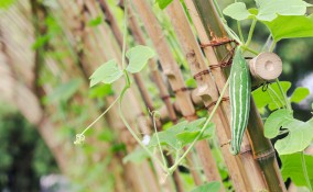 tenerumi, verdura, zucchina