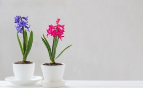 quali fiori coltivare a settembre, quali fiori piantare a settembre