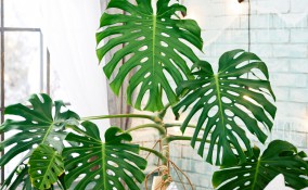 coltivare monstera, curare monstera