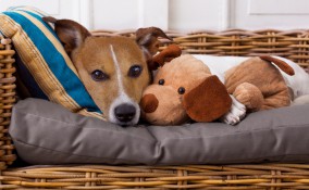 Come lavare il cuscino del cane per un'igiene perfetta