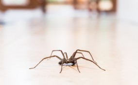 ragni in casa