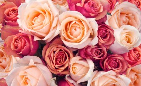 frasi fiori, citazioni fiori