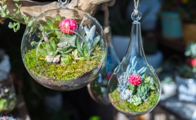 terrario piante fai da te, terrarium fai da te, giardini miniatura