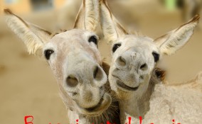 giornata mondiale del sorriso, immagini divertenti