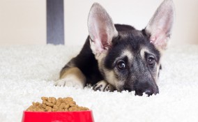 cucciolo, cane, mangiare