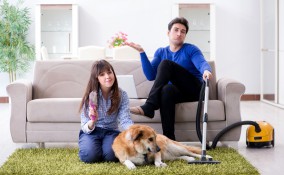 pulci, casa, animali