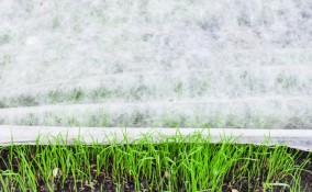 curare giardino inverno, giardinaggio inverno