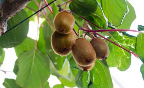 coltivare kiwi