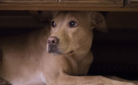 cani botti capodanno