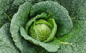 come coltivare verza, come coltivare cavolo