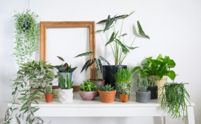 come curare piante interno, come curare piante appartamento, come coltivare piante interno