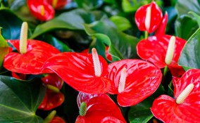 coltivare anthurium, coltivare anturio
