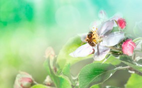 sognare api, sognare api significato, cosa significa sognare api 