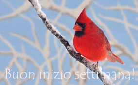 buon inizio settimana invernale, buon inizio settimana inverno, buon inizio settimana immagini