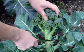 coltivare broccoli calabresi, come coltivare broccoli