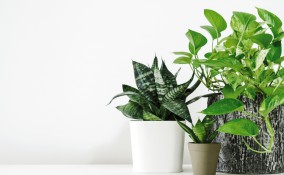 idrocoltura, idroponica, idrocoltura come fare, come coltivare idrocoltura