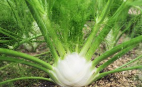  coltivare finocchi, coltivazione finocchi