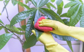 come pulire foglie piante appartamento, pulire foglie piante