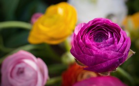 come coltivare ranuncoli, coltivare ranuncoli, coltivazione ranuncoli