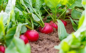 come coltivare ravanelli in campo, coltivare ravanelli, coltivare ravanelli orto