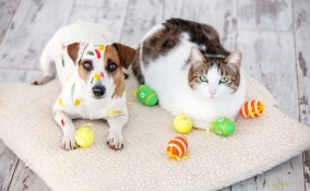 pasqua, animali domestici, come trattarli
