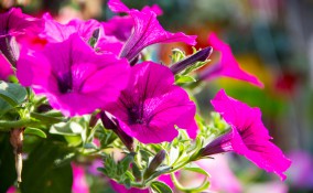 come coltivare petunie, coltivazione petunie