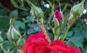 come togliere pidocchi rose, come togliere afidi rose, afidi rose, pidocchi rose