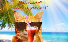 immagini divertenti caldo estivo, immagini caldo estivo, immagini divertenti caldo, immagini divertenti estate 