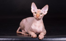 gatto sphynx, gatto senza pelo