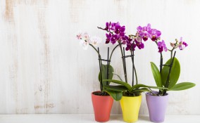 piante da interno fiori, piante interno fiori nomi, piante interno fiori foto
