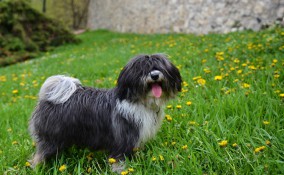 cani che non perdono il pelo